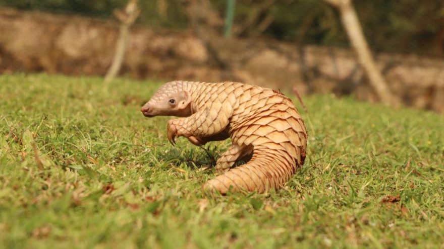 Corona virüsü salgınının asıl sebebi bulundu! Yarasa değil pangolinden yayılmış