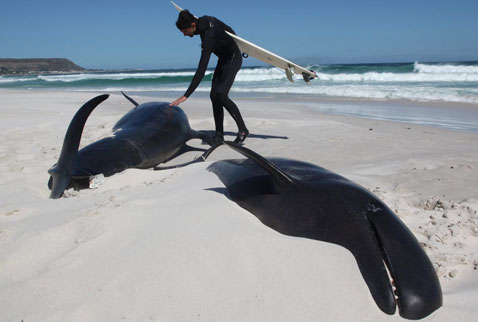 Güney Afrikada 19 balina sahile vurdu