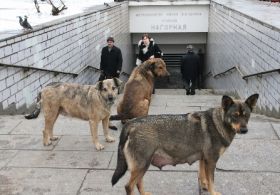 RUSYA’DA 2 BİN KÖPEK İTLAF EDİLECEK