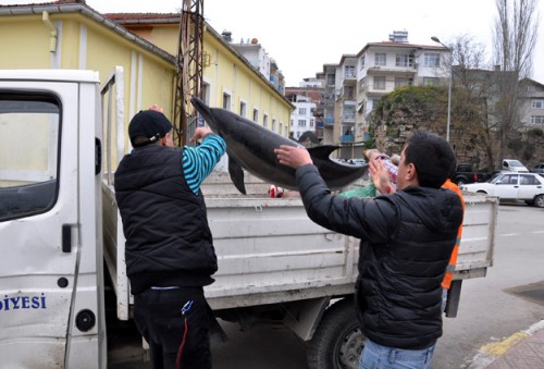 Av yasakları yunusları kurtardı