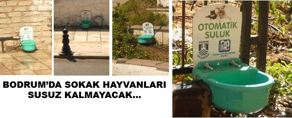 Bodrumda sokak hayvanları susuz kalmayacak