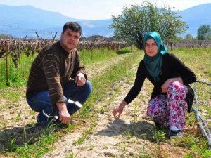 Manisalı aile, ilk salep hasadını bekliyor