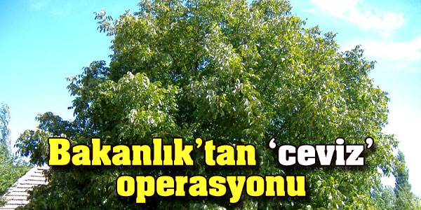 Bakanlıktan ceviz operasyonu