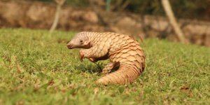 Corona virüsü salgınının asıl sebebi bulundu! Yarasa değil pangolinden yayılmış