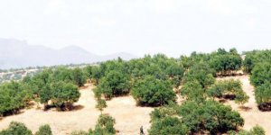 Pilotlarımız bomba yağdırıyor