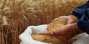 Buğday, arpa ve mısır ithalatında gümrük vergisi geçici olarak sıfırlandı