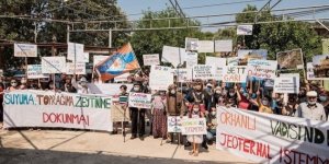 Danıştay kararını verdi ve zeytinlikler kazandı