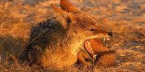 Bigada kuduz çakal dehşeti