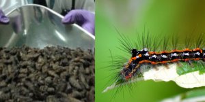 Bavulda 100 bin tırtıl bulundu!