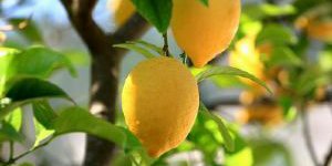 Sağlığınız İçin Bol Bol Limon Sıkın