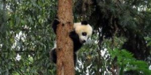 Çin de deprem pandaların psikolojisini bozdu