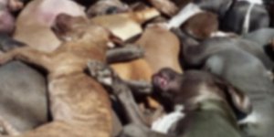 Dondurucuda 30 köpek leşi