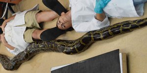 Floridada görülen dev piton insanları korkuttu