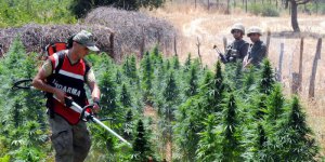 Hint Keneviri Üreticilerine Baskın