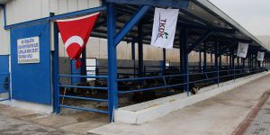 80 başlık besi çiftliği, yüzde 60 TKDK hibe desteği ile faaliyete başladı…